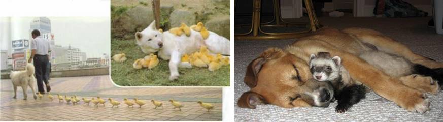 ../images/Dog%20and%20ducks.png