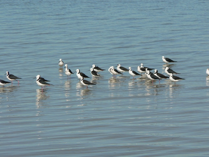 Truth and Beauty - Birds on Water and Land